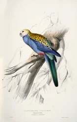 Platycercus adscitus